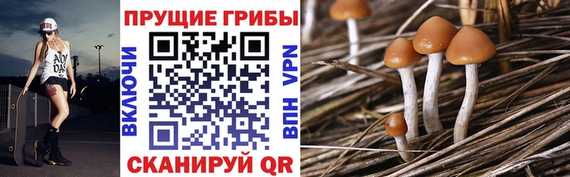 купить закладку Лениногорск KRAKEN ONION Псилоцибиновые грибы Psilocybine cubensis